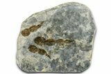 Dinosaur (Grallator) Track - Negative Impression #366841-1